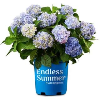 The Original Reblooming Hydrangea Flowering Shrub with Pink or Blue Flowers