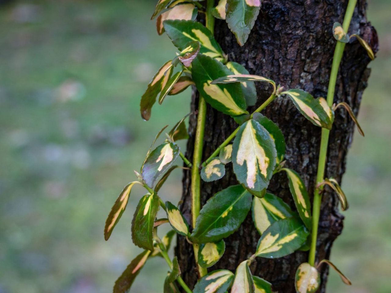 Wintercreeper Growing Up A Tree Trunk