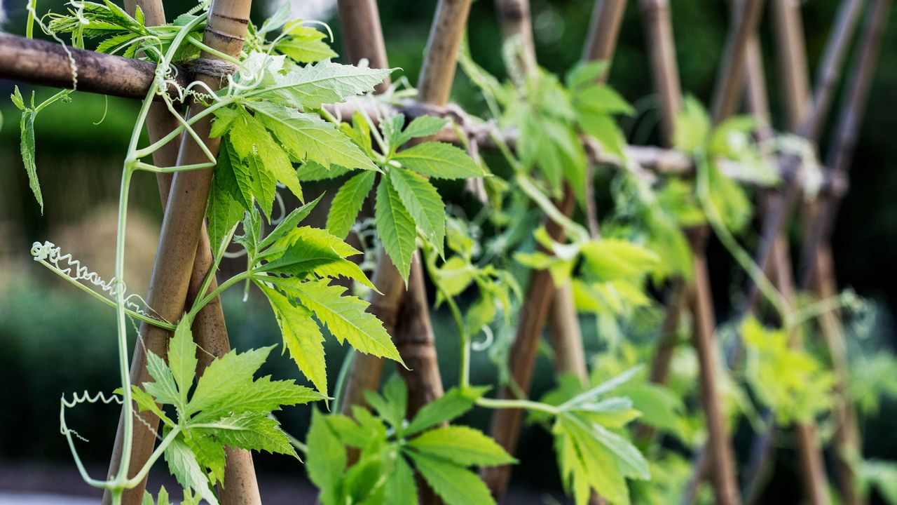 gardener scott vertical garden tips – close-up of vertical garden