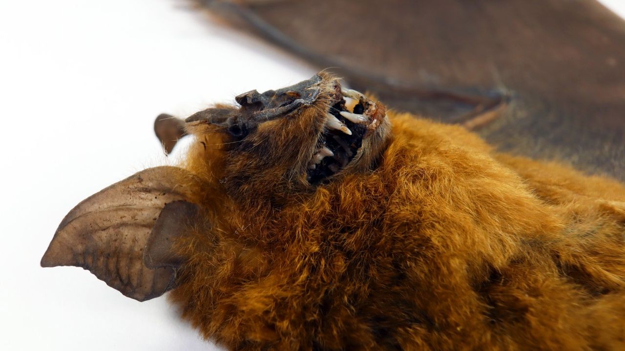 A taxidermy bat lies face up on a table