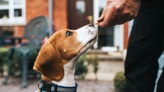 Healthiest dog treats for training: Beagle receiving treat from owner