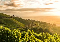 Klein Constantia, Klein Constantia 2011 release