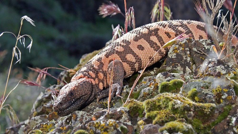 The primary threats to Gila monsters today include the loss of their native...