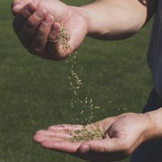 Grass seeds dropping from one hand to the other