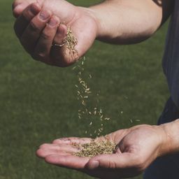 Grass seeds dropping from one hand to the other