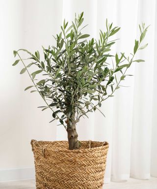 an olive tree in a woven basket indoors