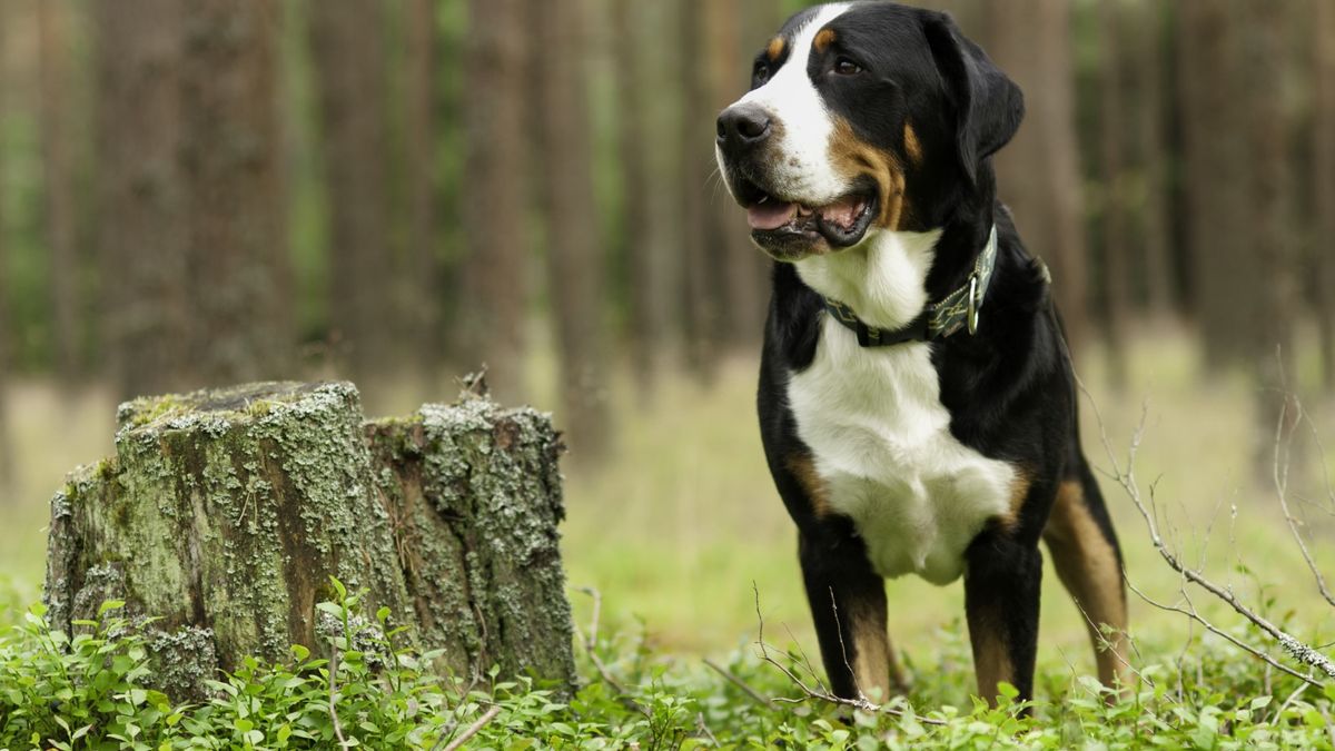 greater Swiss mountain dog stands in a clearing next to a tree stump