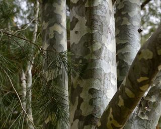 close up of the white, green and brown bark of the Lacebark pine tree (Pinus bungeana)
