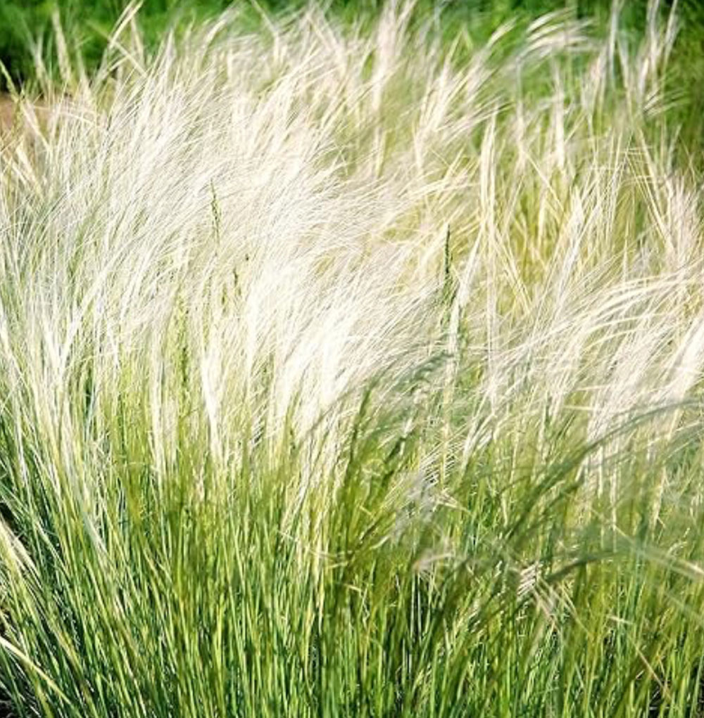 feather grass