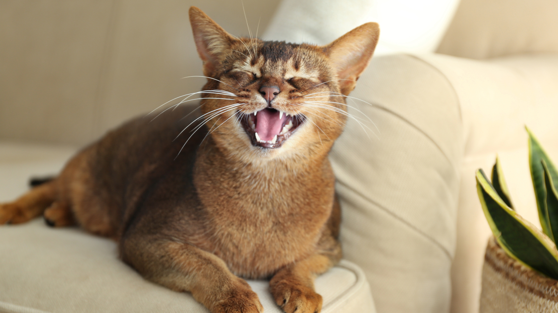 A cat showing its teeth