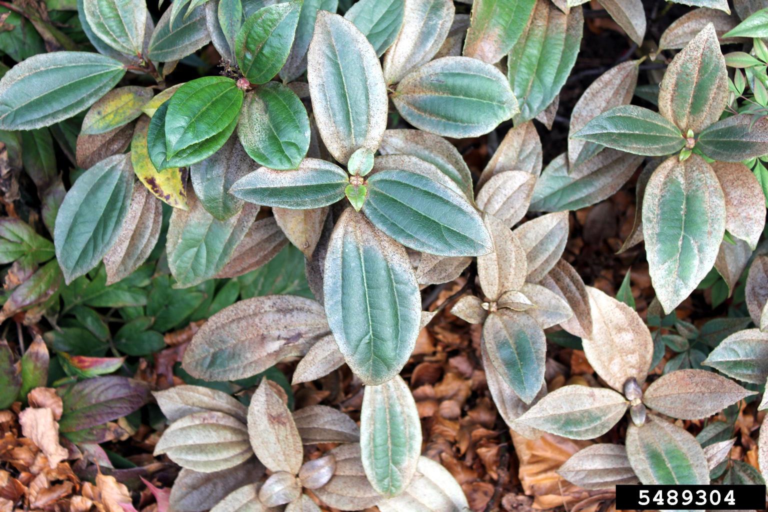 how to get rid of crusader bugs on arrowwood viburnum shrub