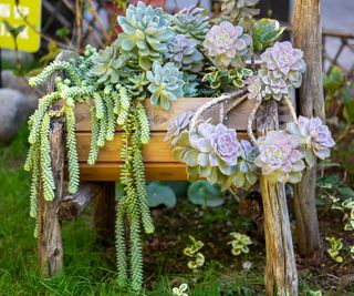 succulents planted in chair