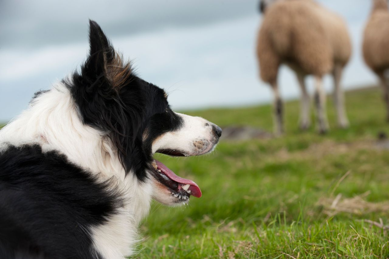 Sheepdogs are the latest victims to a spate in rural crime.