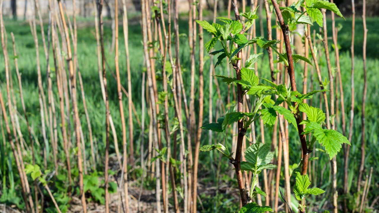 Raspberry canes