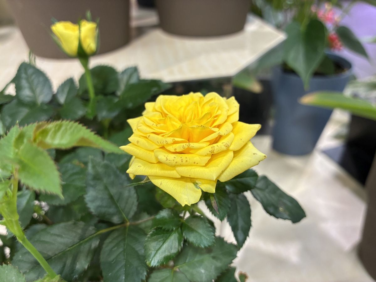 Apple iPhone 16e macro sample.