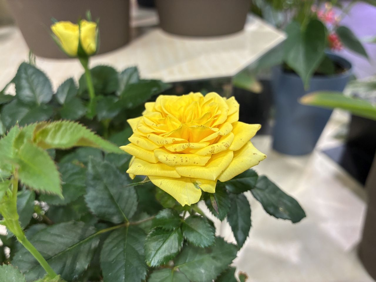 Apple iPhone 16e macro sample.