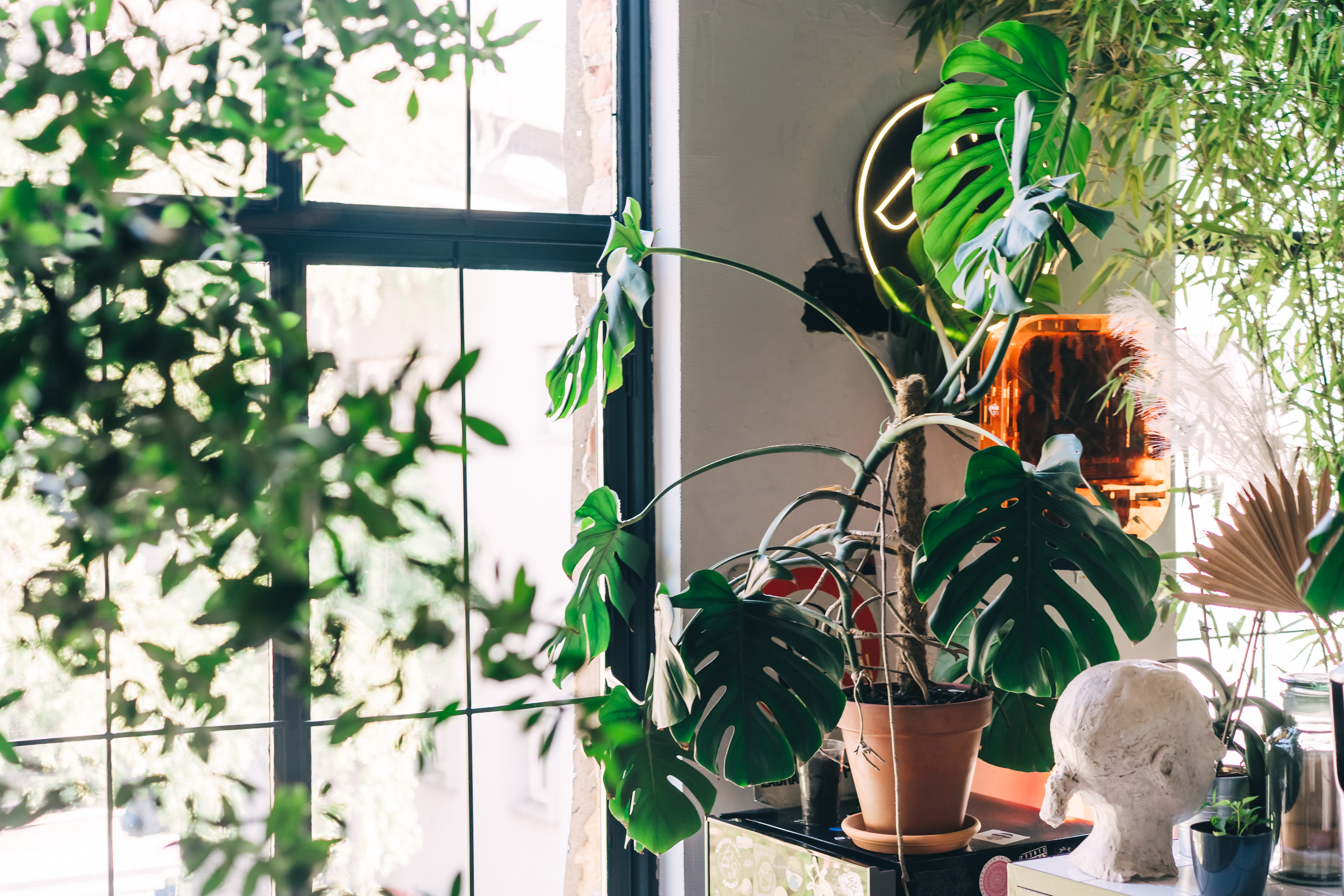 Houseplants