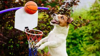 Jack Russell Terrier playing basketball