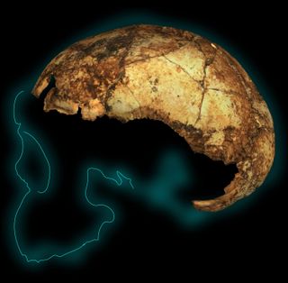 The skull fragment of a 2-million-year-old Homo erectus child found in South Africa