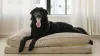 Coop Home Goods Sanctuary Pet Bed