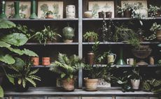 indoor plants on a book shelf