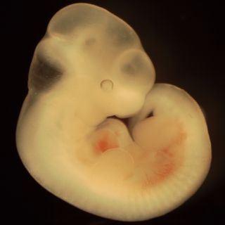 Mouse Embryo