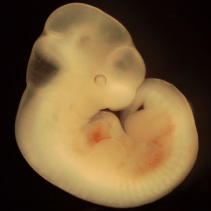 Mouse Embryo