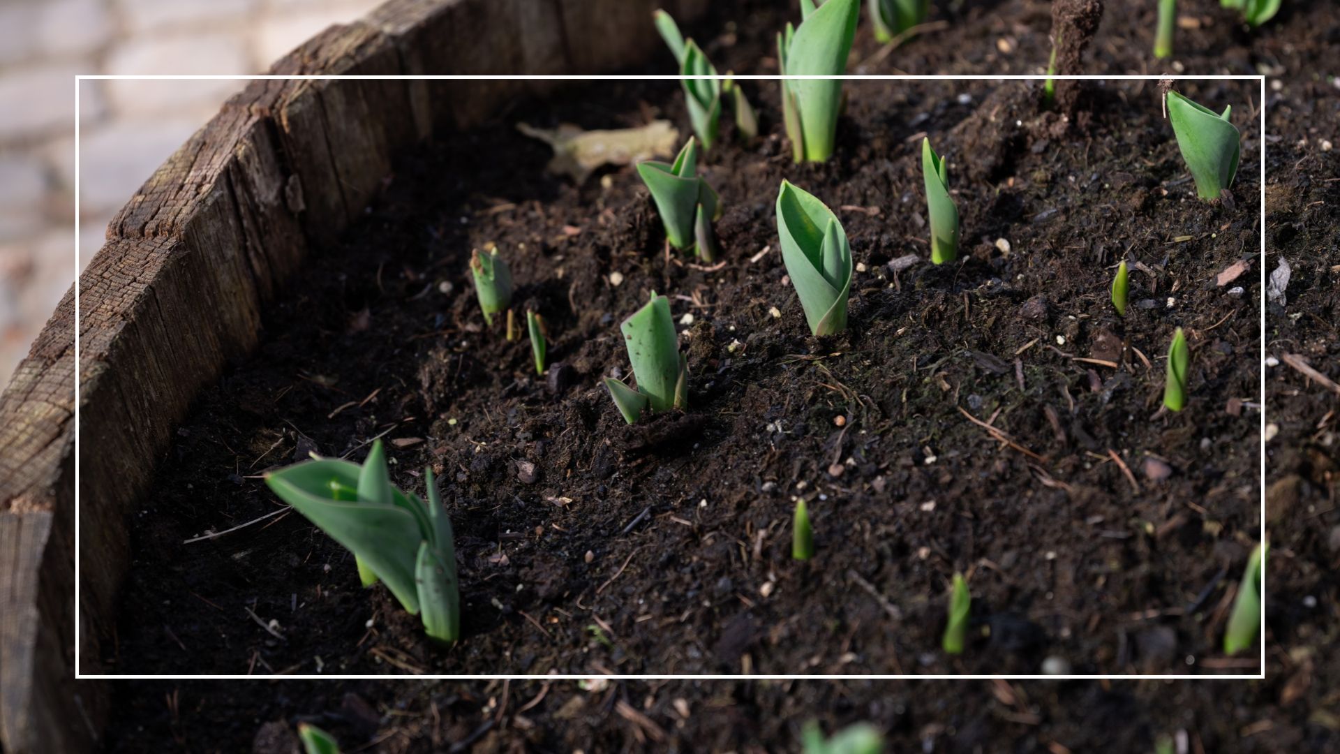 picture of tulip bulbs sprouting in a large pot