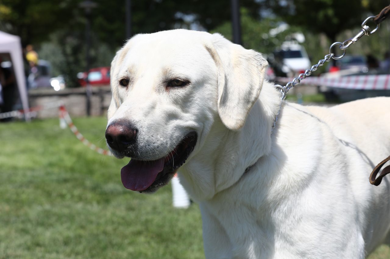 Labrador retriever.