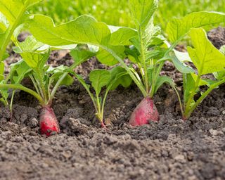 ripe radishes in a vegetable plot