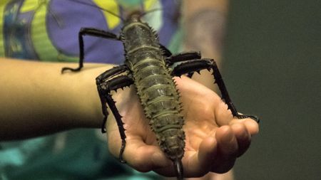 A thorny devil stick insect. 