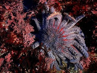 The sunflower starfish - a voracious predator brought to its knees by mystery disease.
