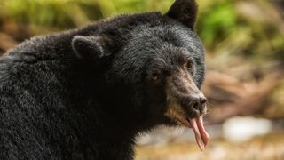Do bear horns work: Black bear with tongue sticking out