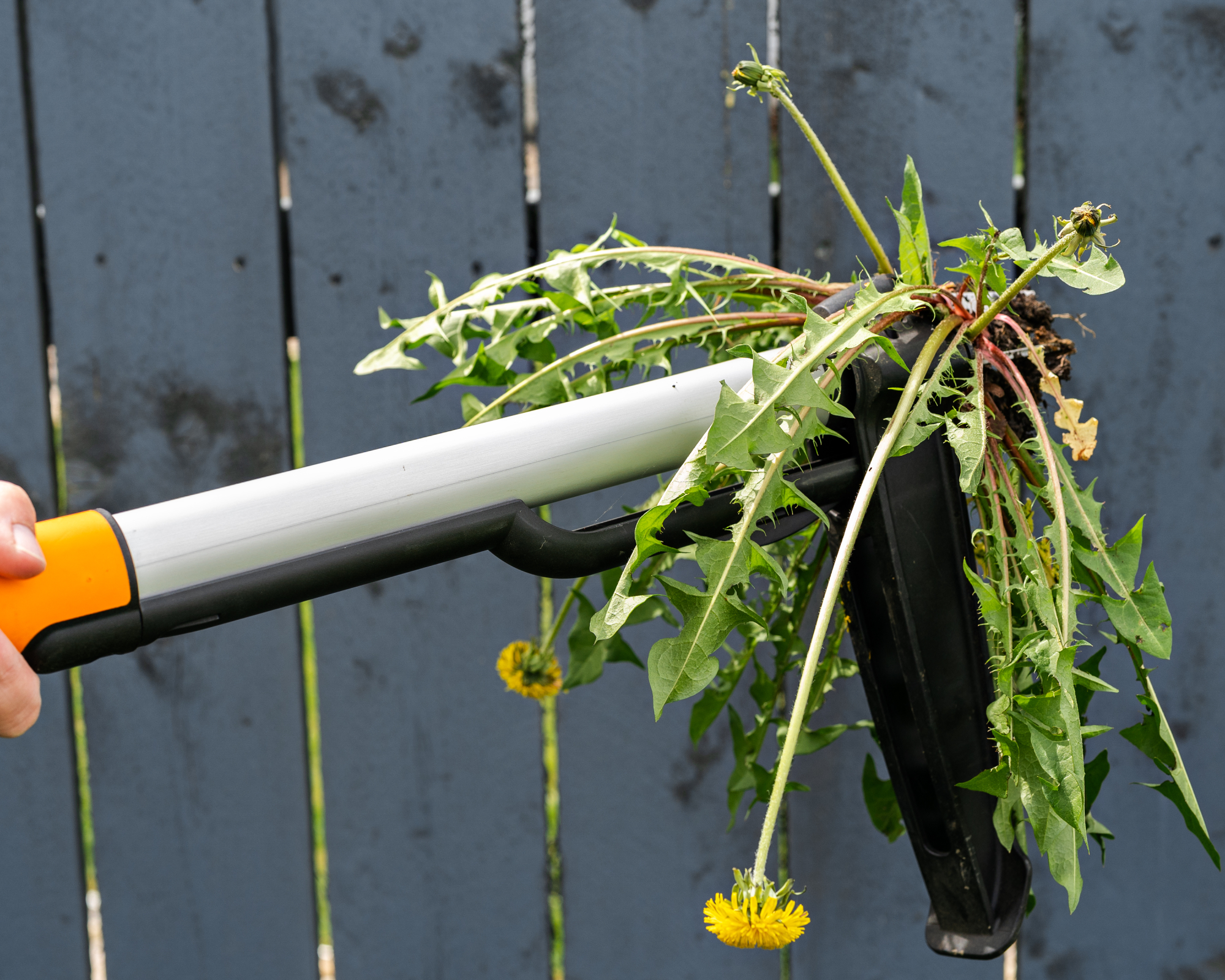 Close up removing dandelion with grey fence on background. Device for removing dandelion weeds by pulling the tap root. Weed control.