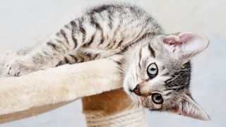 Kitten laying on a cat tower