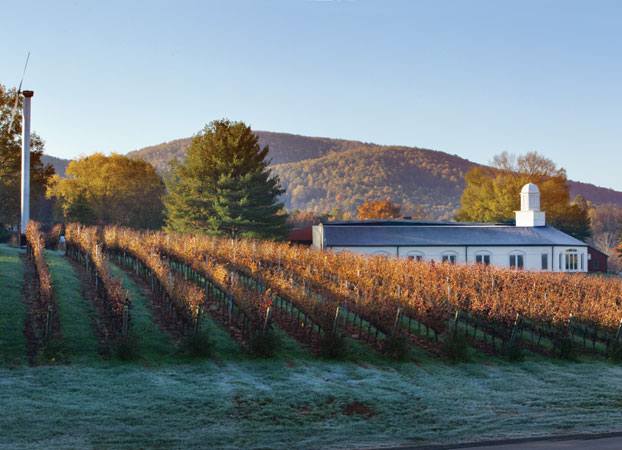 Virginia vineyards