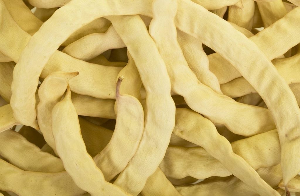 Can You Eat Mesquite Information On Eating Mesquite Tree Parts