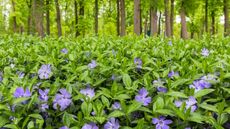 Purple flowers of periwinkle, or vinca, in a woodland garden in spring