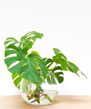 Monstera in vase