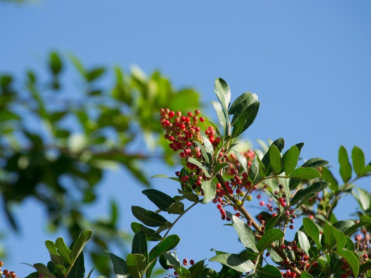 The top branches of a Mastic tree covered in small red berries against a blue sky