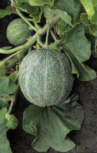 European heirloom cantaloupe melon growing outside