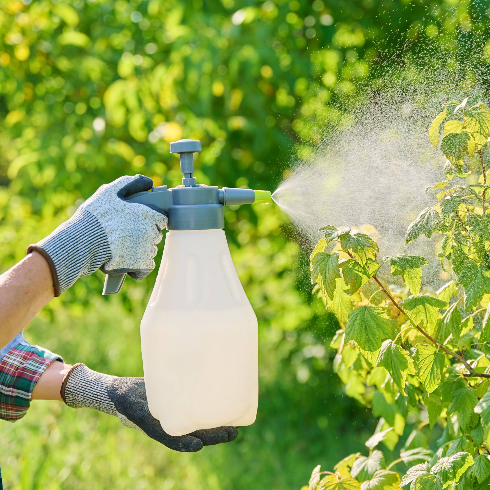 Fungicide being sprayed on black currant bush