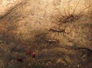 Centipedes and cockroaches hang overhead inside a cave.