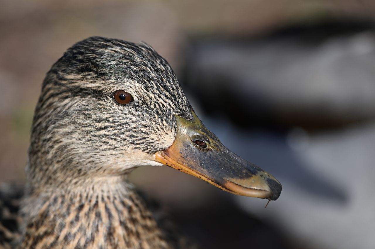 Nikon Z9 review: image samples