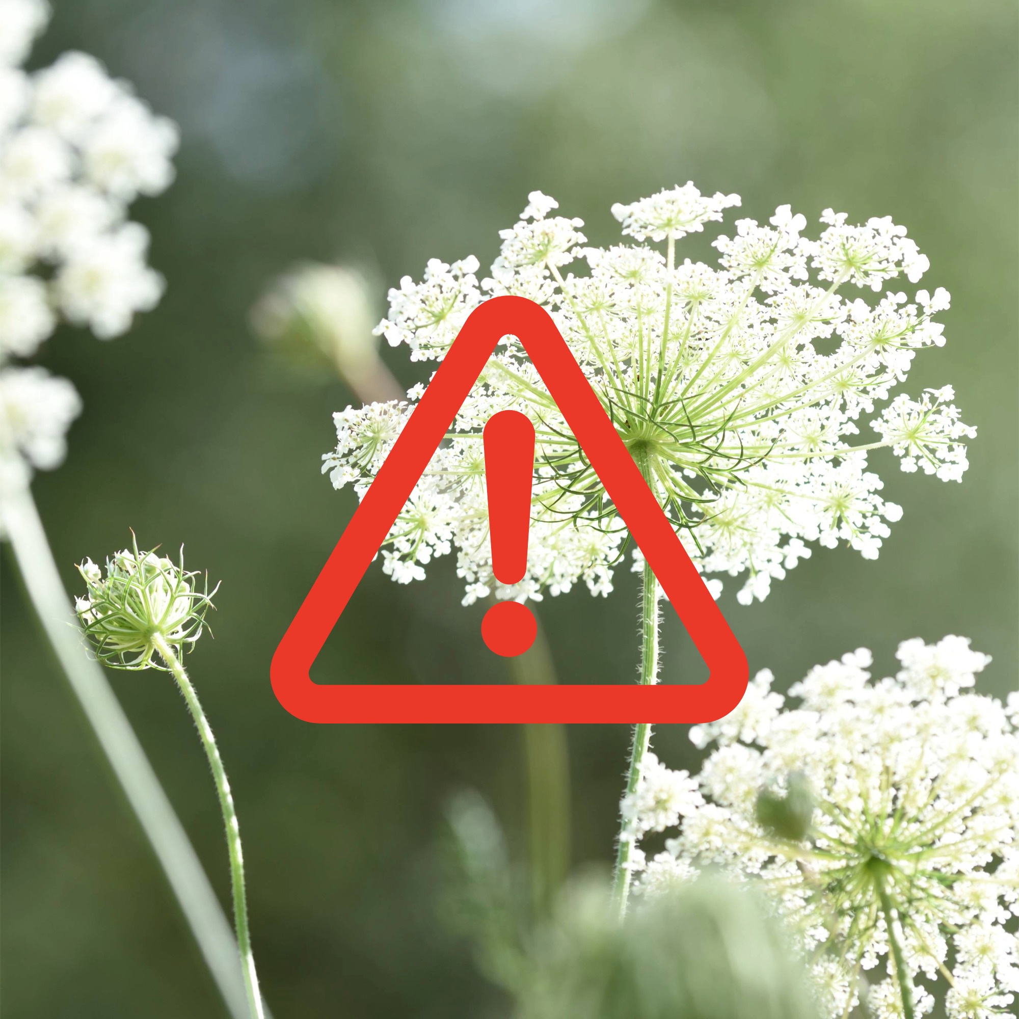 Giant hogweed flowers with red warning logo overlaid