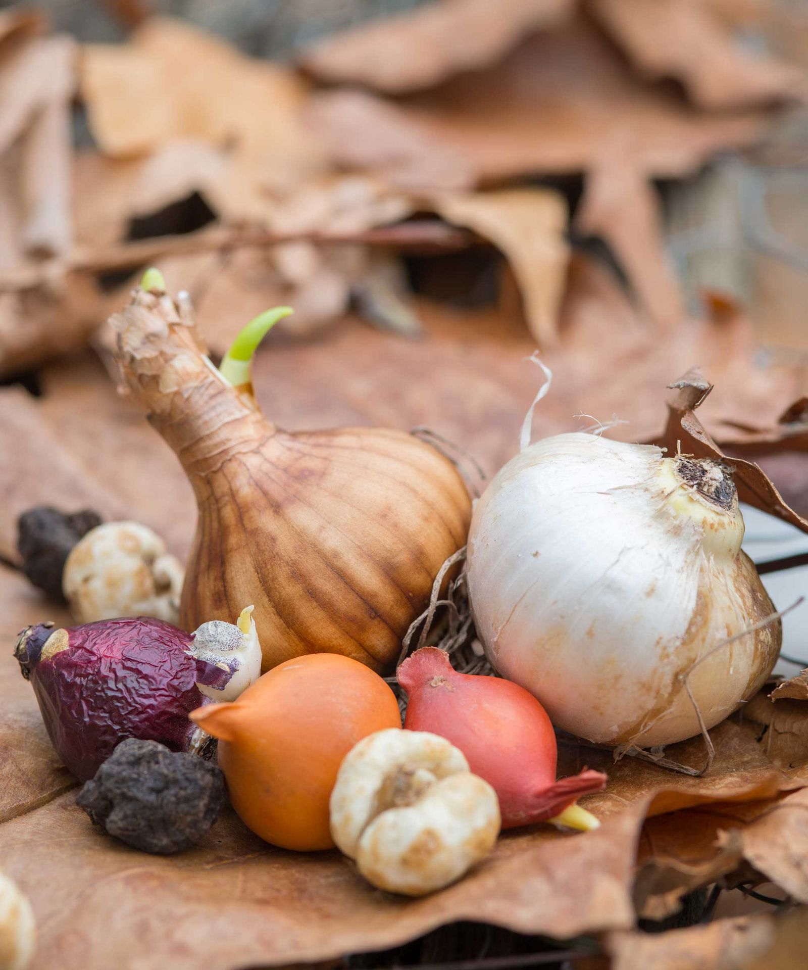 Planting bulbs for spring a complete guide Gardeningetc