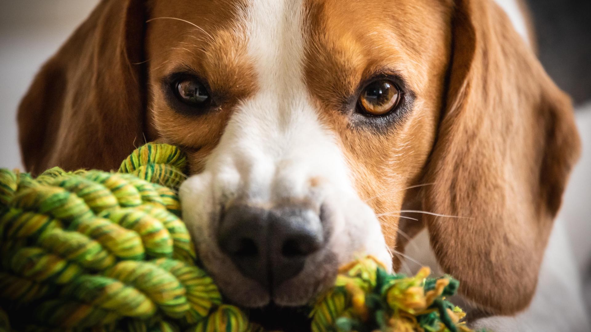 Beagle close-up with chew toy