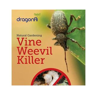 Yellow packet of Dragonfli vine weevil killer on a white background