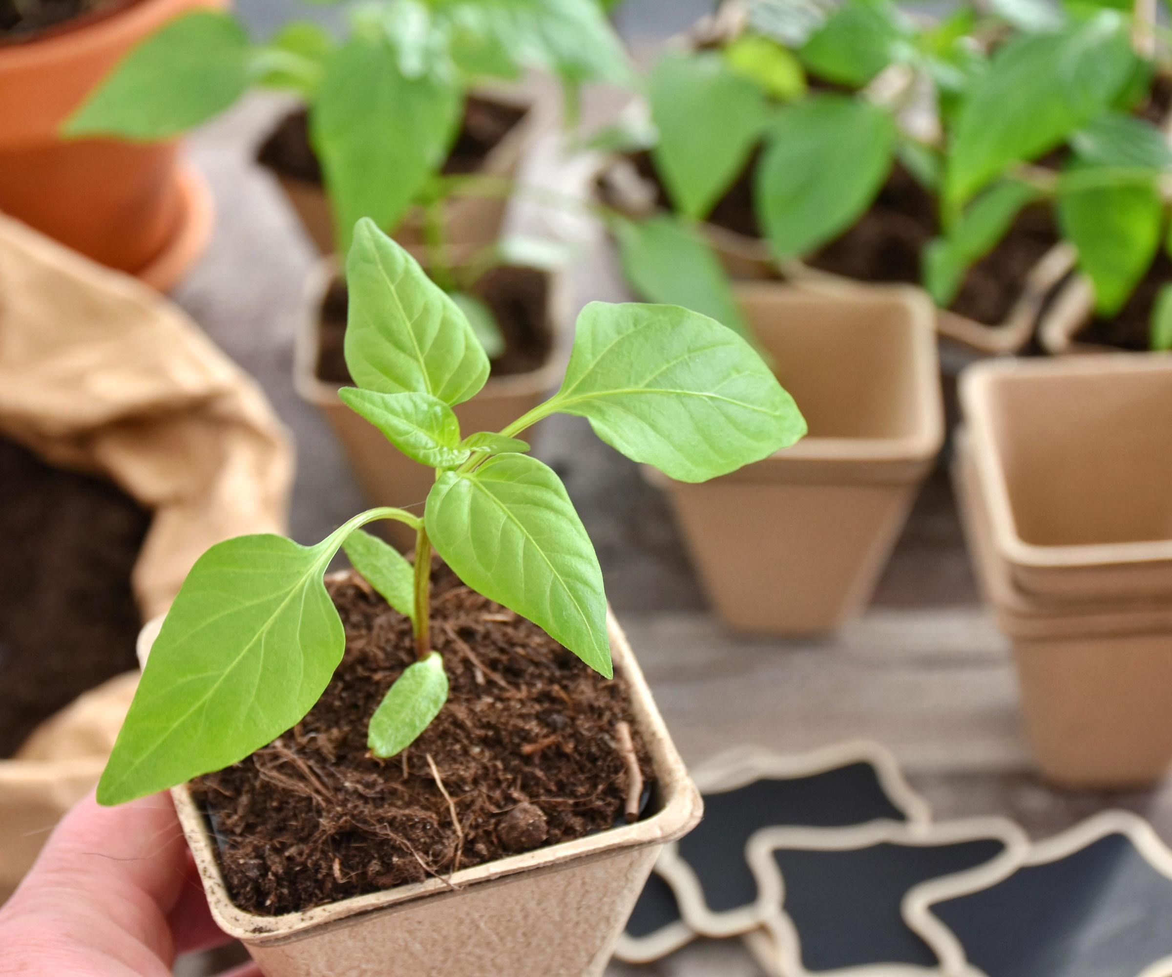bell pepper seedlings in biodegradable pots