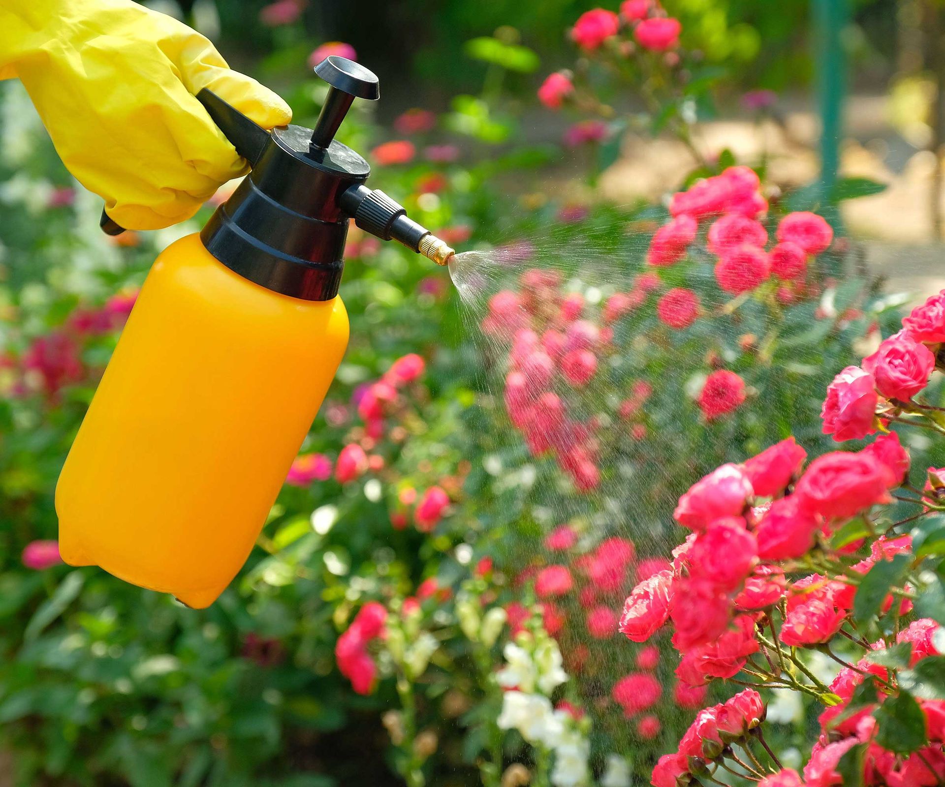 How to keep deer away from plants 5 simple tips Homes & Gardens